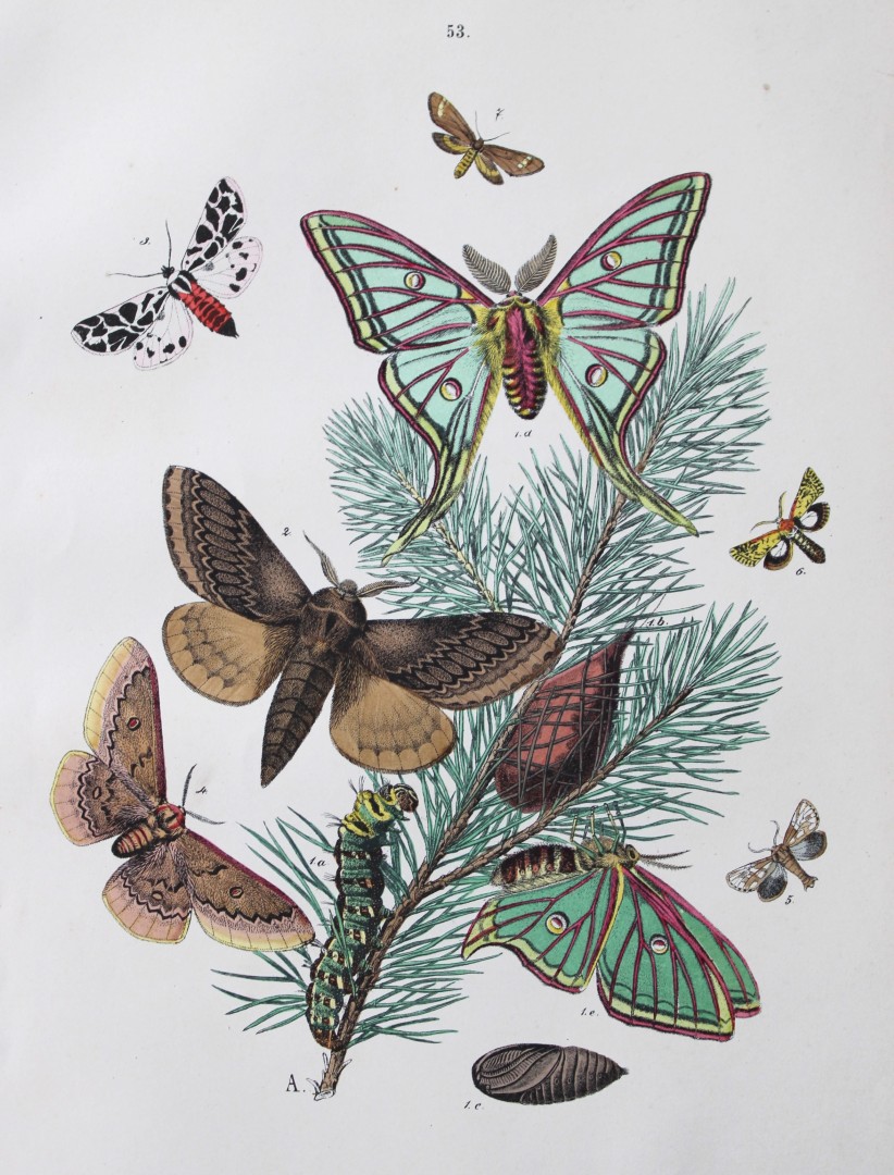 WF Kirby - Hand coloured lithograph from European Butterflies and Moths 1882