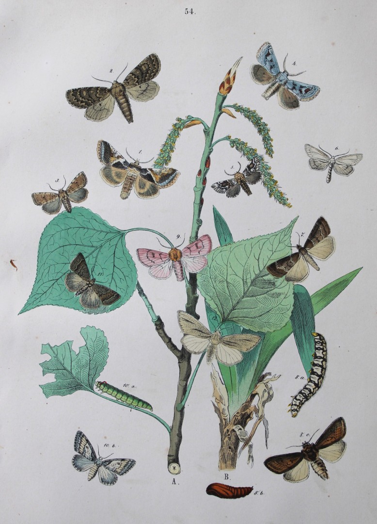 WF Kirby - Hand coloured lithograph from European Butterflies and Moths 1882