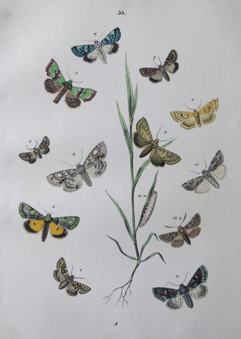 WF Kirby - Hand coloured lithograph from European Butterflies and Moths 1882
