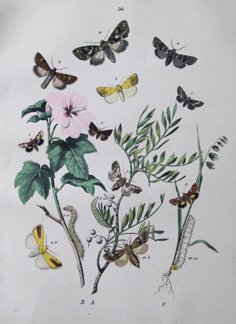 WF Kirby - Hand coloured lithograph from European Butterflies and Moths 1882