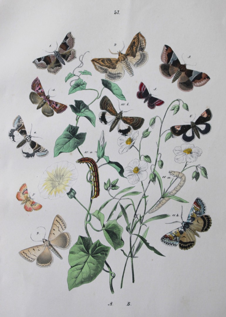 WF Kirby - Hand coloured lithograph from European Butterflies and Moths 1882