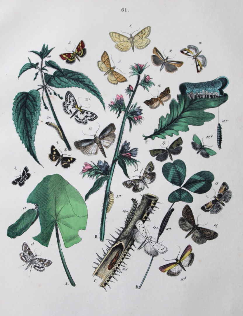 WF Kirby - Hand coloured lithograph from European Butterflies and Moths 1882