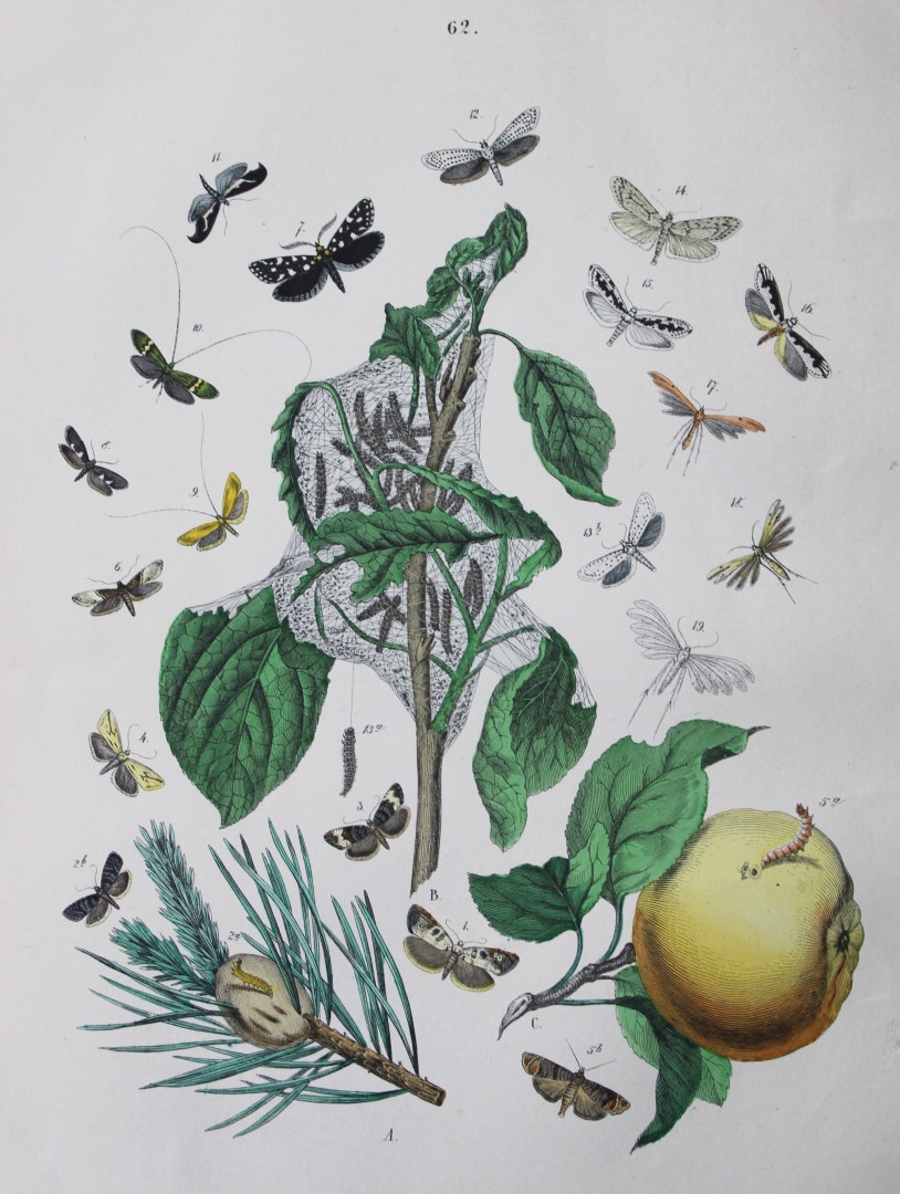 WF Kirby - Hand coloured lithograph from European Butterflies and Moths 1882