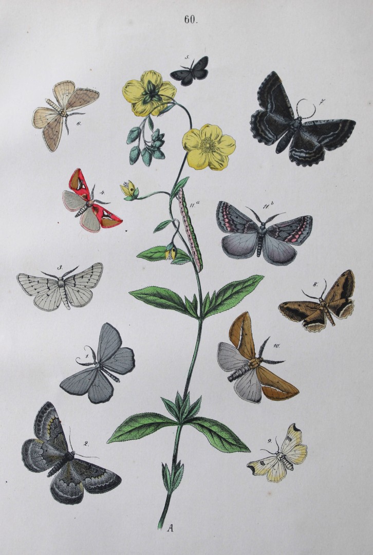WF Kirby - Hand coloured lithograph from European Butterflies and Moths 1882