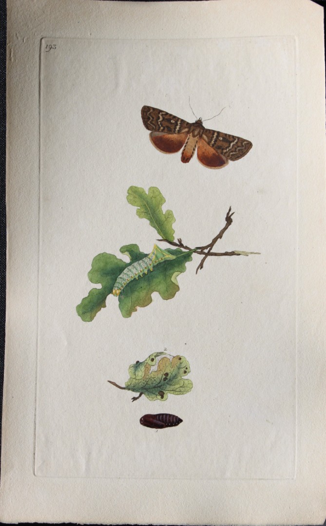 Edward Donovan - Copperplate engraving of Moths 1797