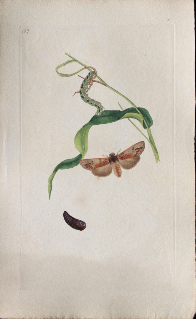 Edward Donovan - Copperplate engraving of Moths 1797