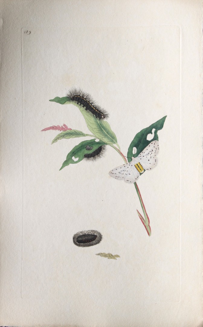 Edward Donovan - Copperplate engraving of Moths 1797