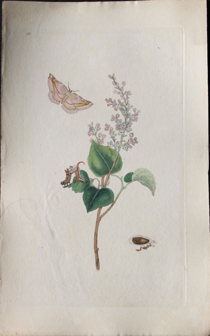 Edward Donovan - Copperplate engraving of Moths 1797