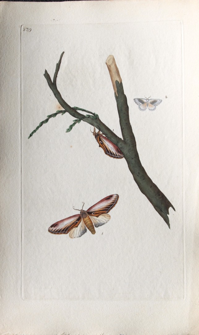 Edward Donovan - Copperplate engraving of Moths 1798