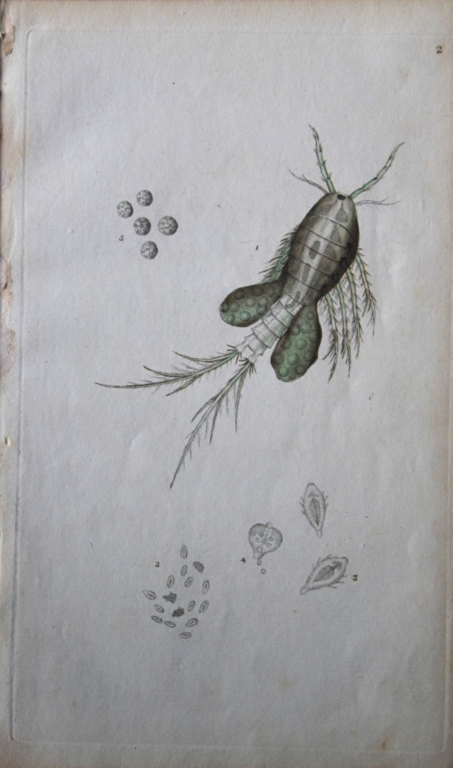 Edward Donovan - Copperplate engraving of Insects 1792