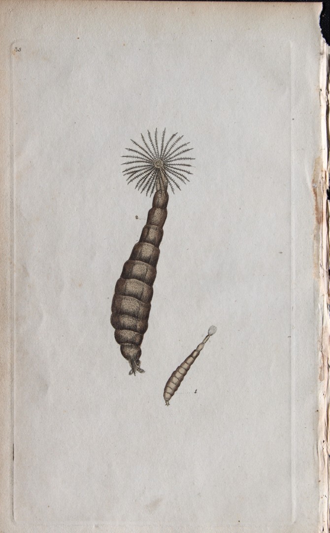 Edward Donovan - Copperplate engraving of Insects 1792