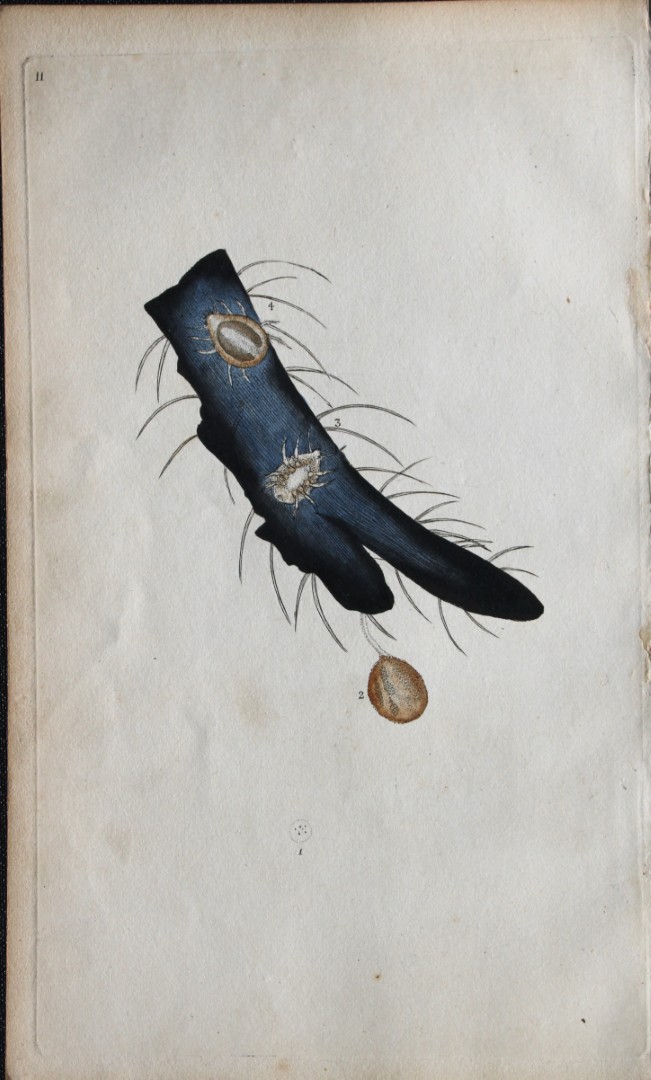 Edward Donovan - Copperplate engraving of Insects 1792