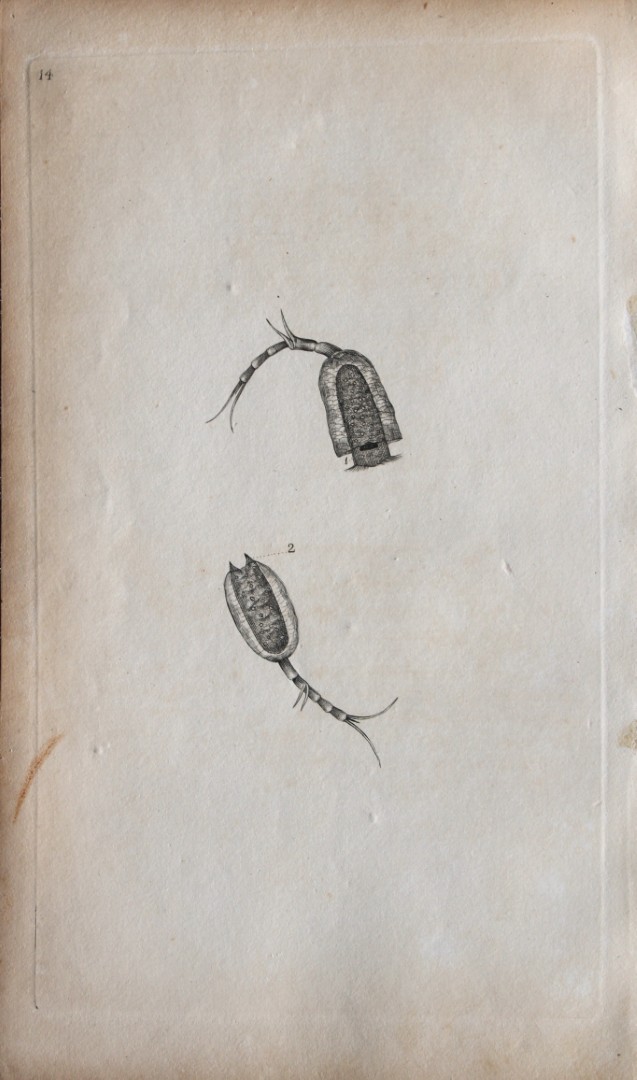 Edward Donovan - Copperplate engraving of Insects 1792