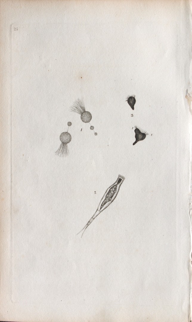 Edward Donovan - Copperplate engraving of Insects 1792