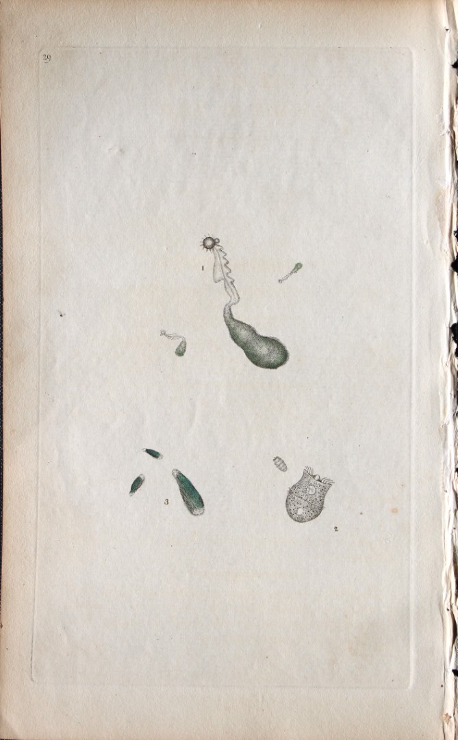 Edward Donovan - Copperplate engraving of Insects 1792