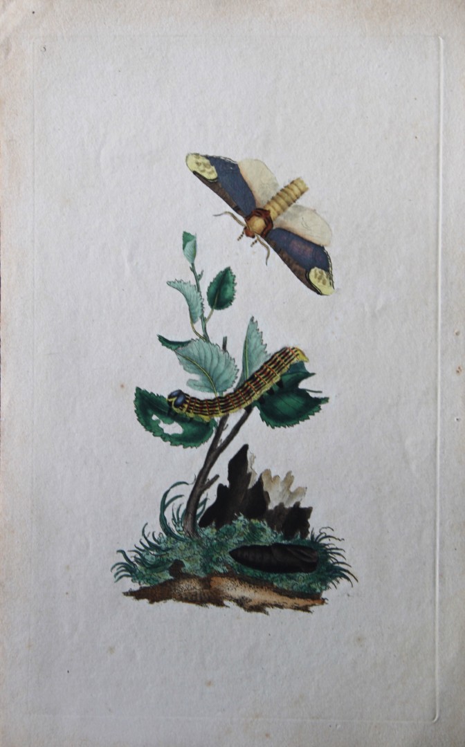 Edward Donovan - Copperplate engraving of Butterfly 1792