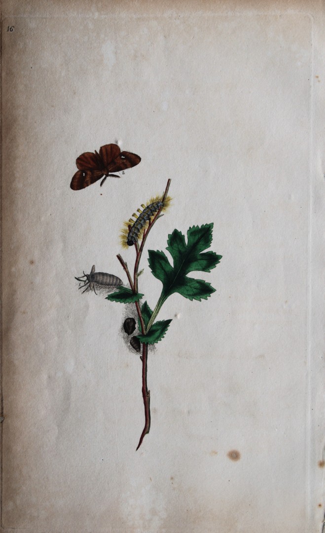 Edward Donovan - Copperplate engraving of Moths 1792