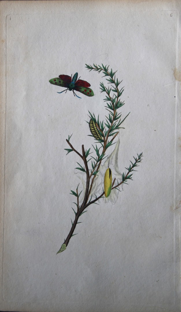 Edward Donovan - Copperplate engraving of Moths 1792