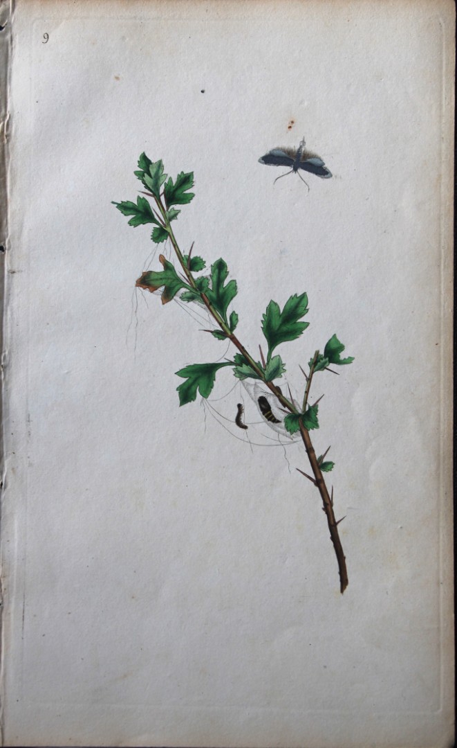 Edward Donovan - Copperplate engraving of Moths 1792