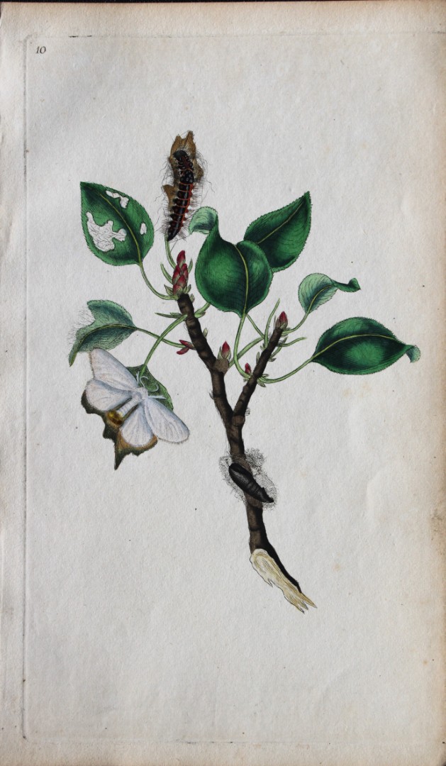 Edward Donovan - Copperplate engraving of Moths 1792
