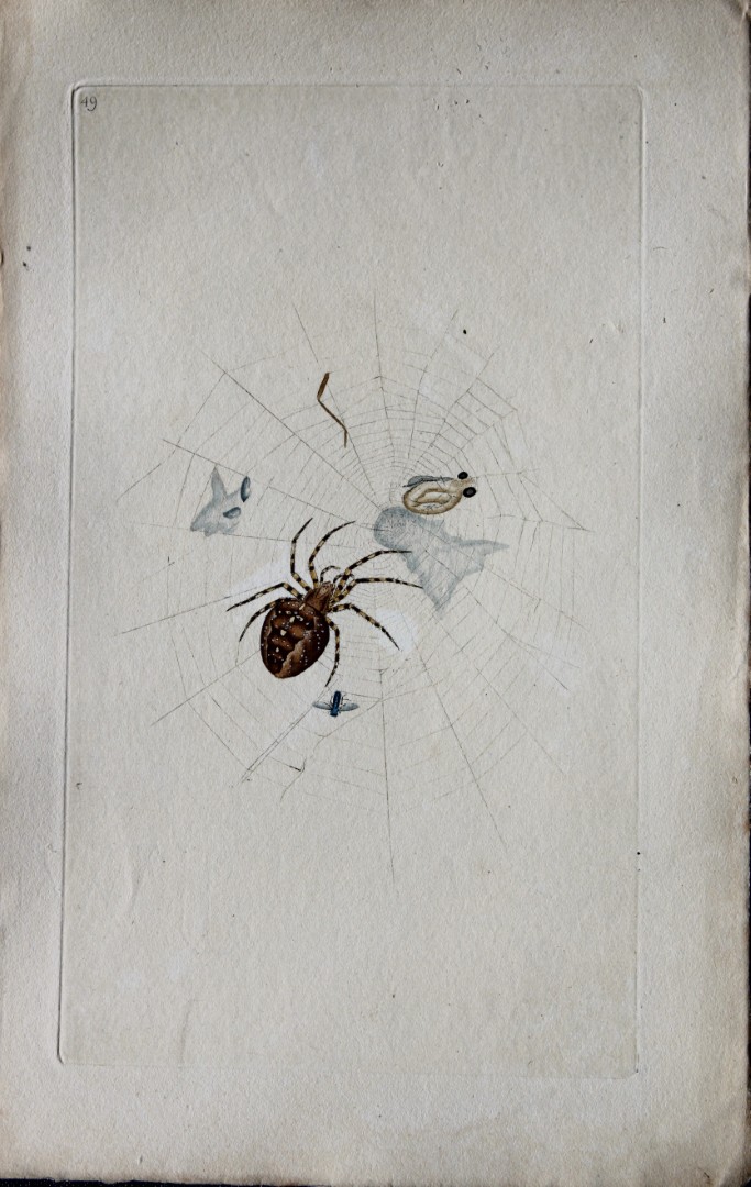 Edward Donovan - Copperplate engraving of Spider 1792