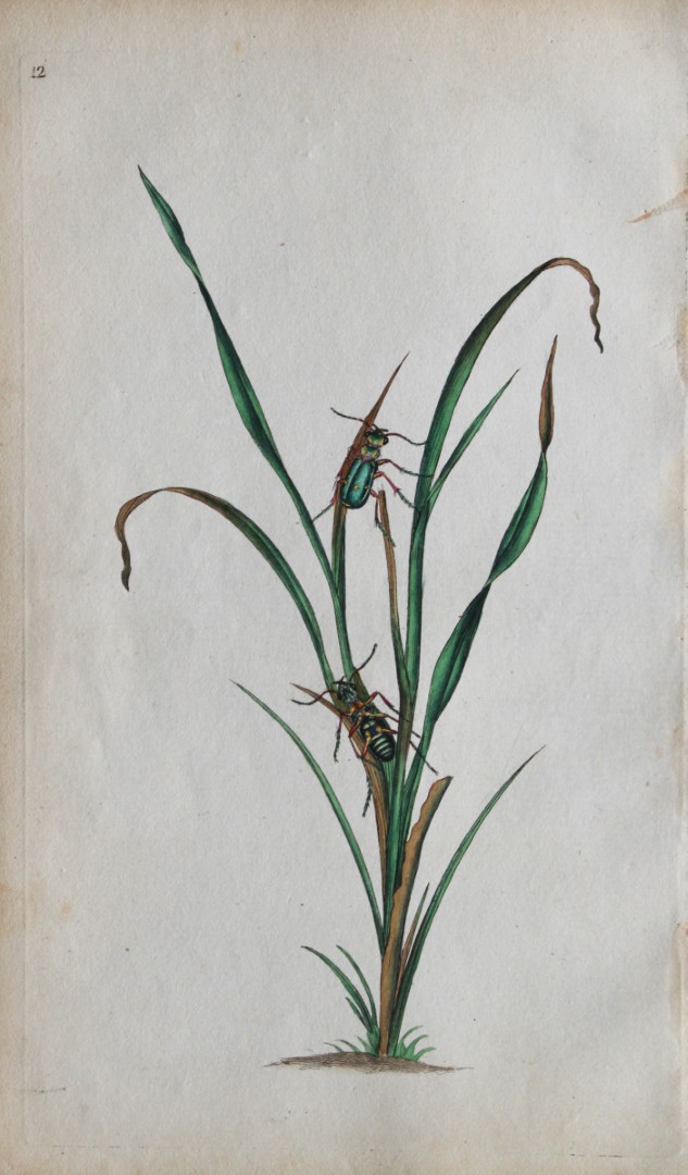 Edward Donovan - Copperplate engraving of Insects 1792
