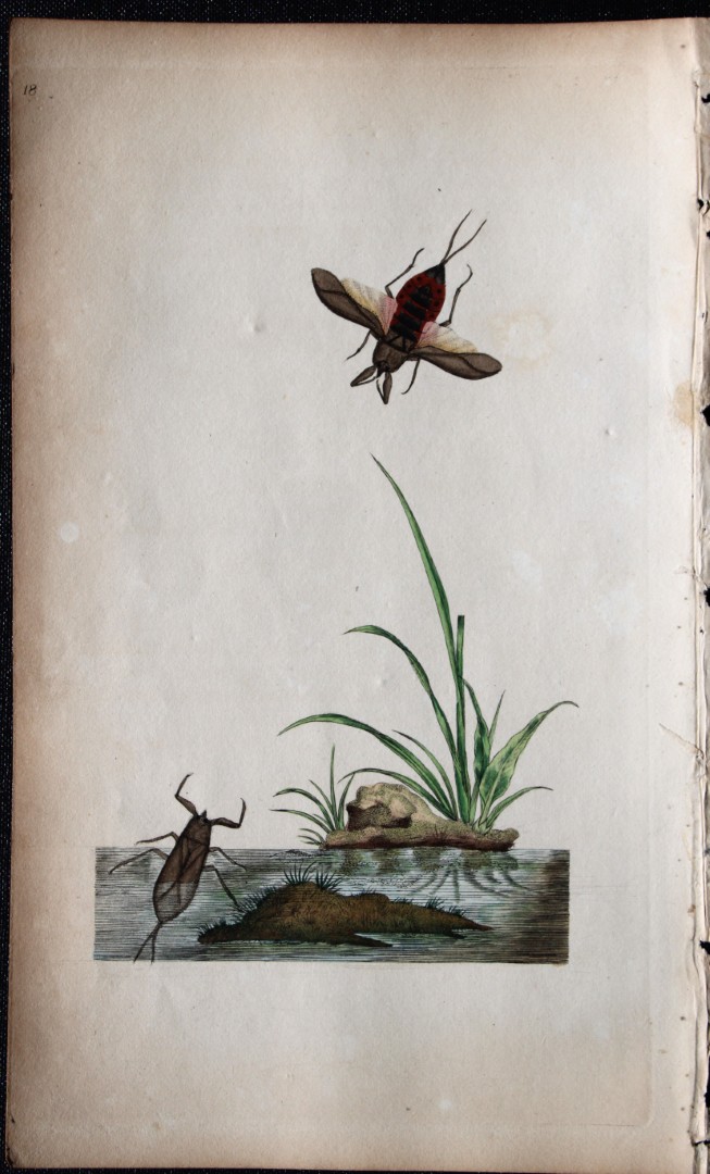 Edward Donovan - Copperplate engraving of Insects 1792