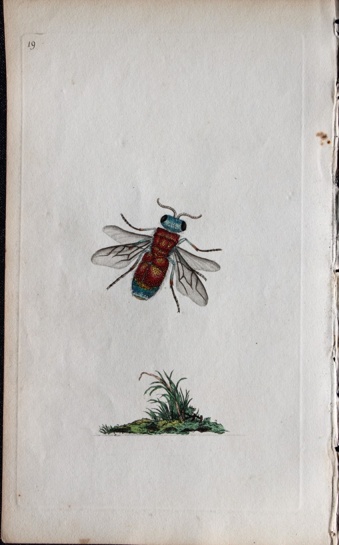 Edward Donovan - Copperplate engraving of Insects 1792