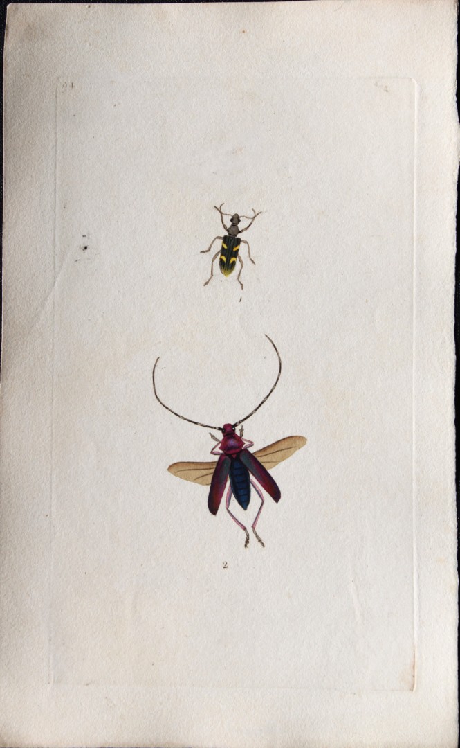 Edward Donovan - Copperplate engraving of Insects 1792