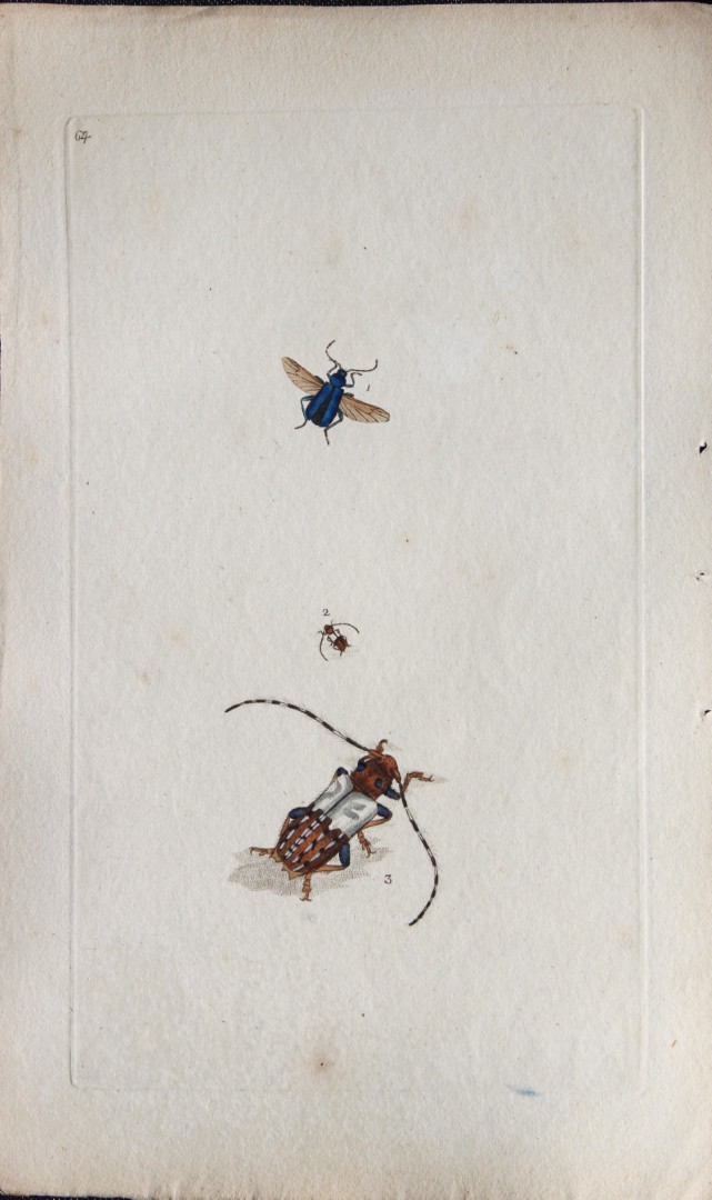 Edward Donovan - Copperplate engraving of Insects 1792