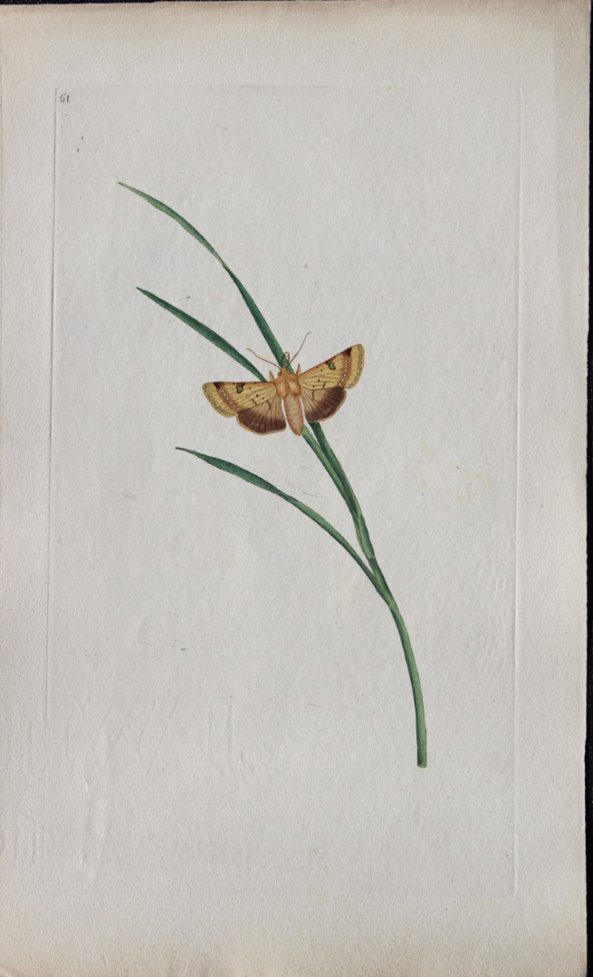 Edward Donovan - Copperplate engraving of Moths 1793