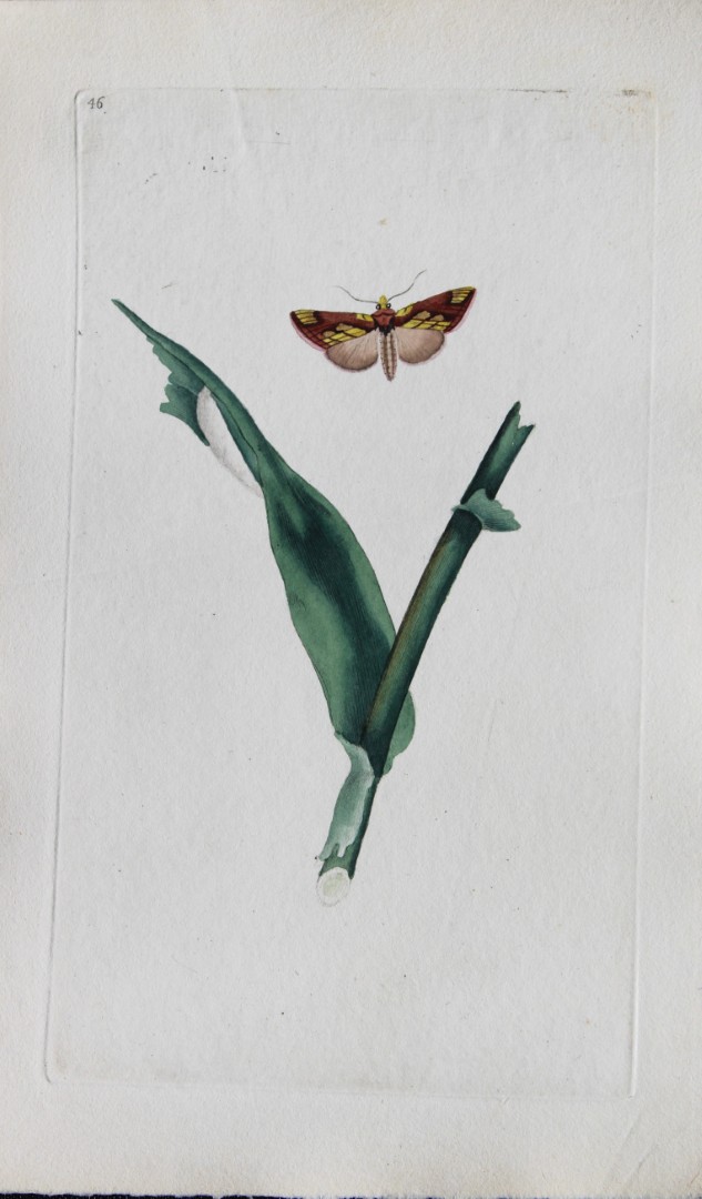 Edward Donovan - Copperplate engraving of Moths 1793