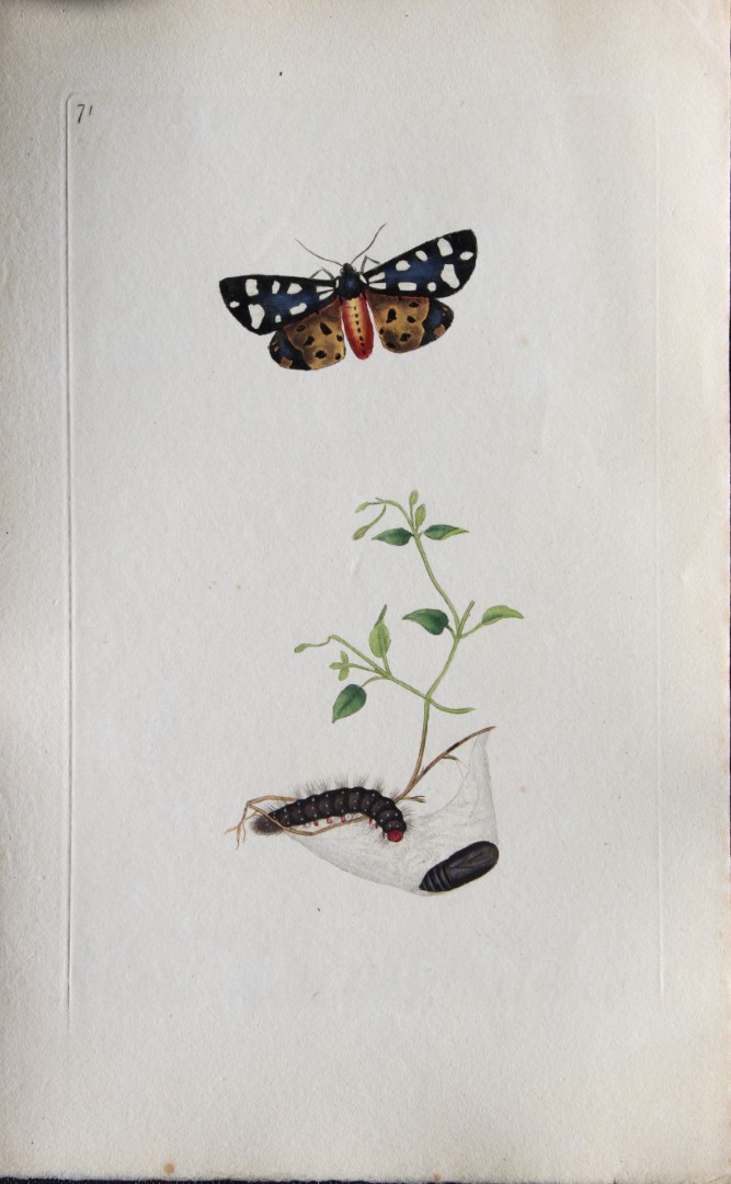 Edward Donovan - Copperplate engraving of Moths 1793