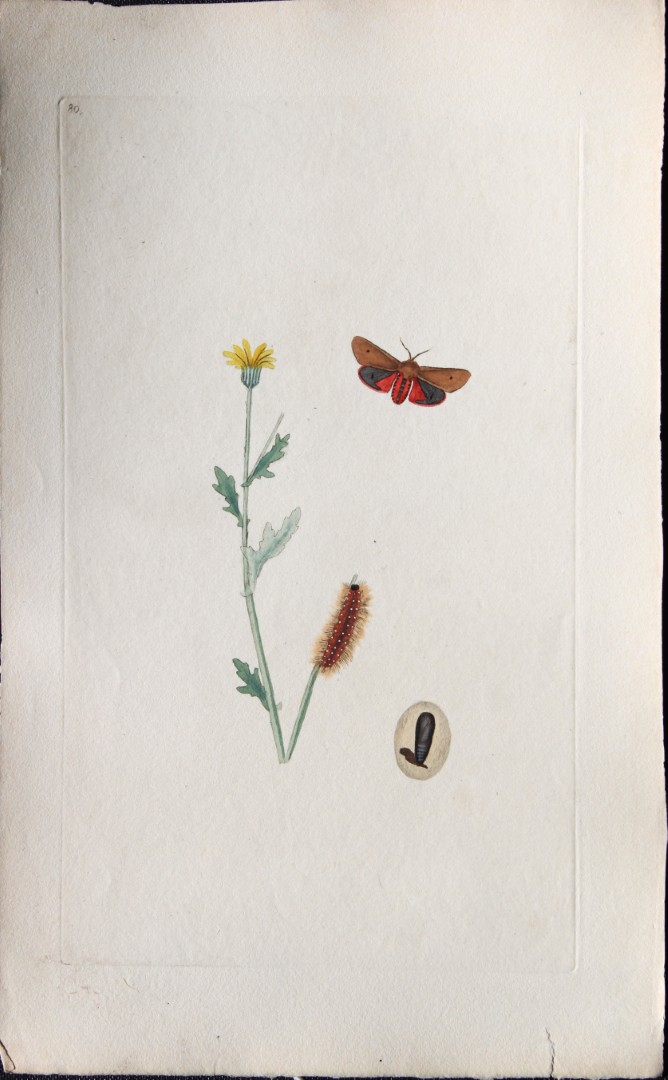 Edward Donovan - Copperplate engraving of Moths 1793