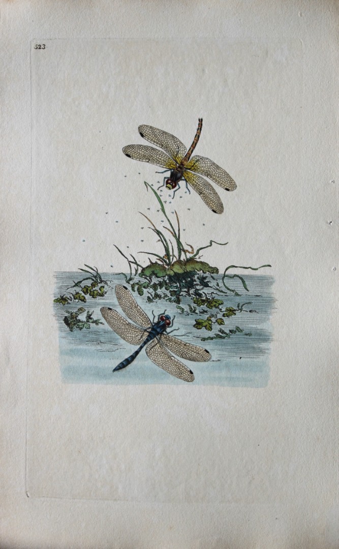 Edward Donovan - Copperplate engraving of a Dragonfly 1811