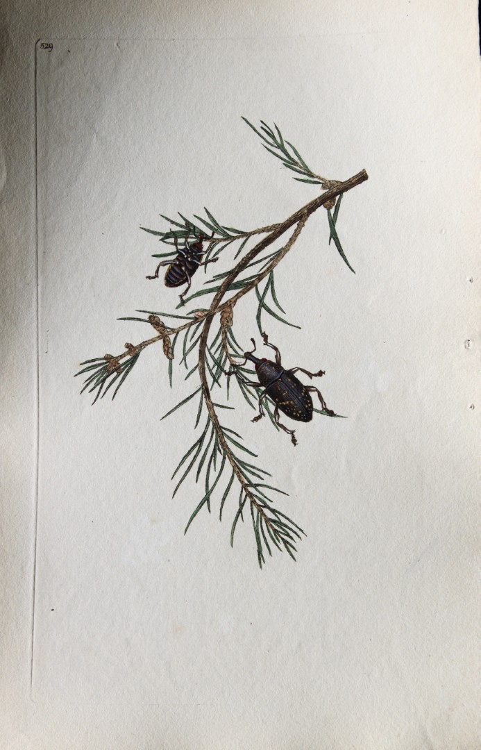 Edward Donovan - Copperplate engraving of Beetle 1811