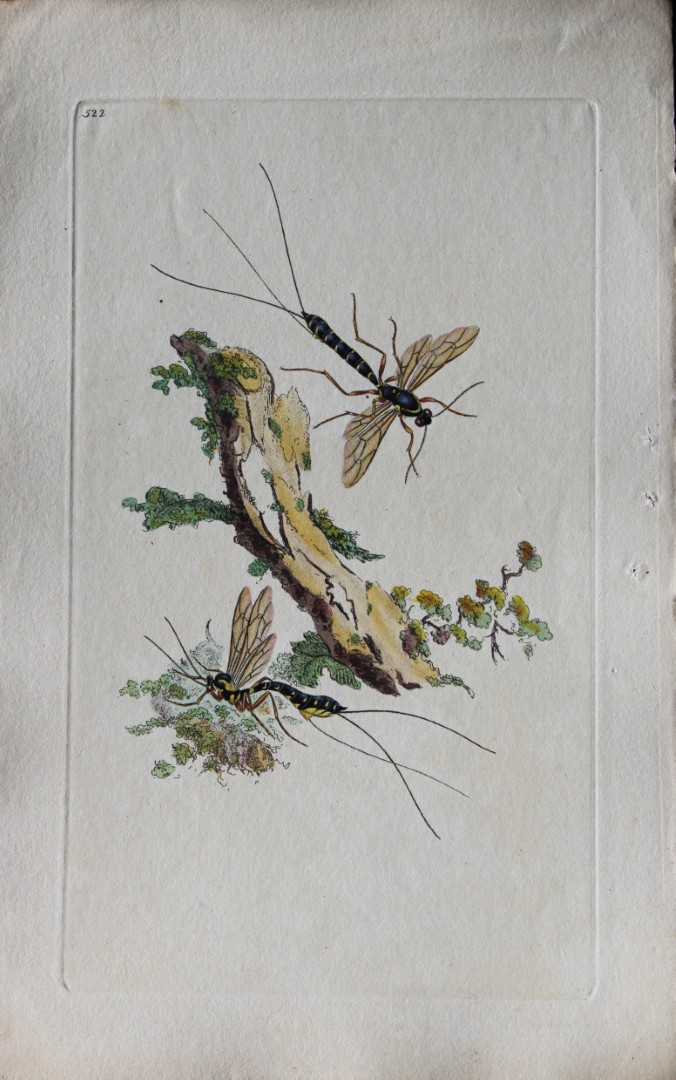 Edward Donovan - Copperplate engraving of Insects 1811