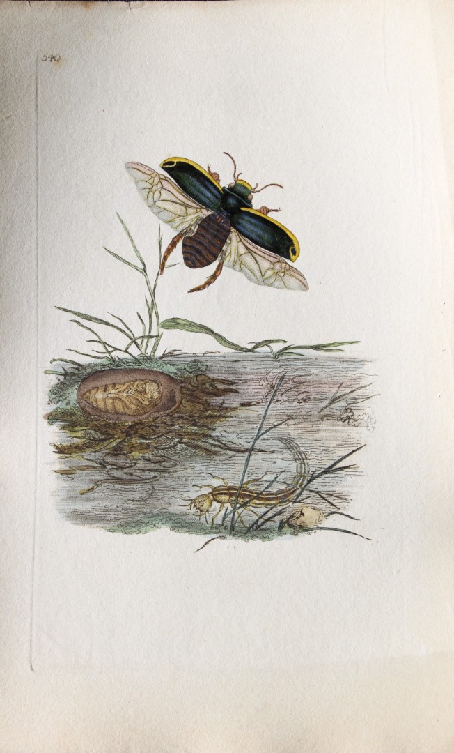 Edward Donovan - Copperplate engraving of Insects 1811
