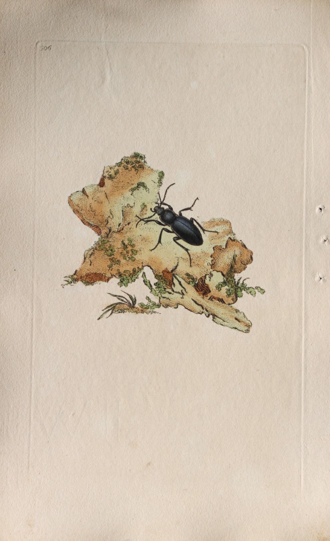 Edward Donovan - Copperplate engraving of Insects 1811