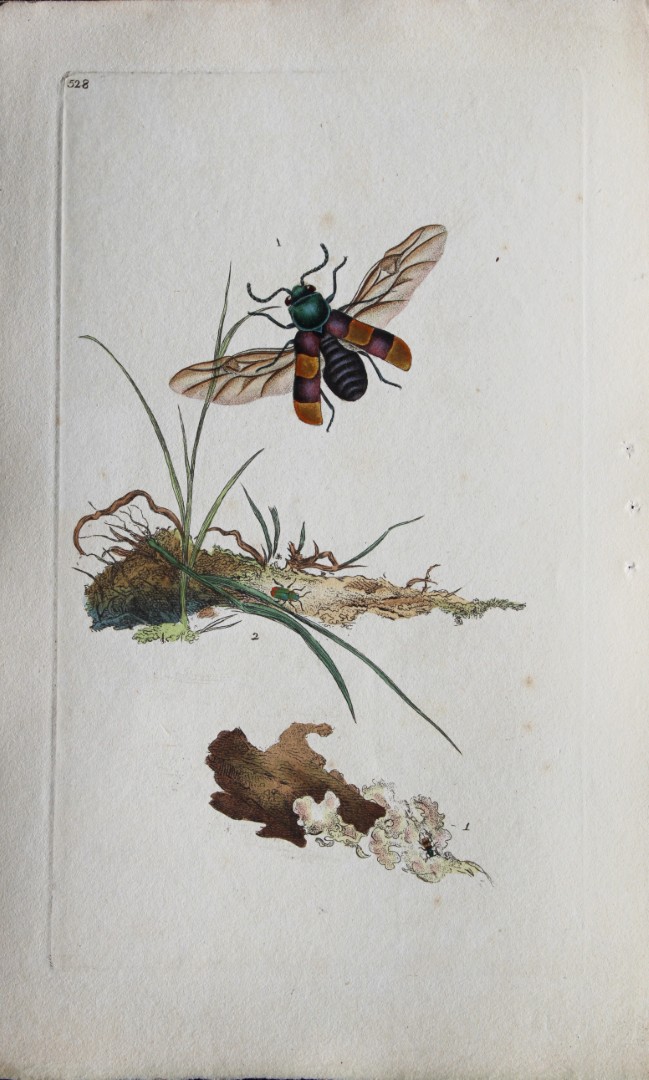 Edward Donovan - Copperplate engraving of Insects 1811