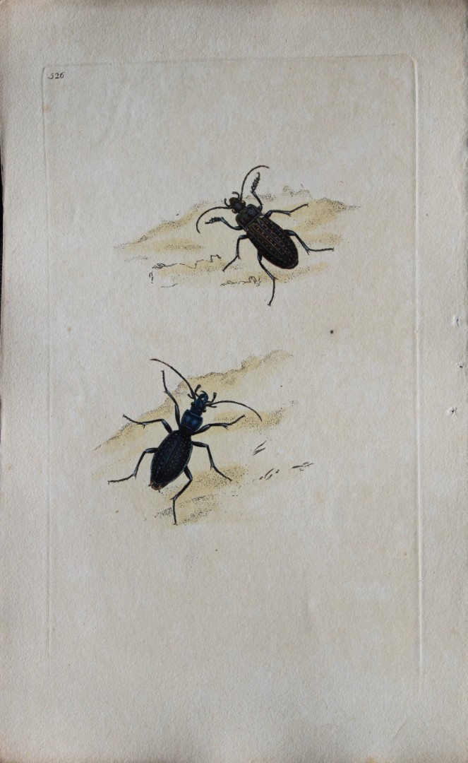 Edward Donovan - Copperplate engraving of Insects 1811
