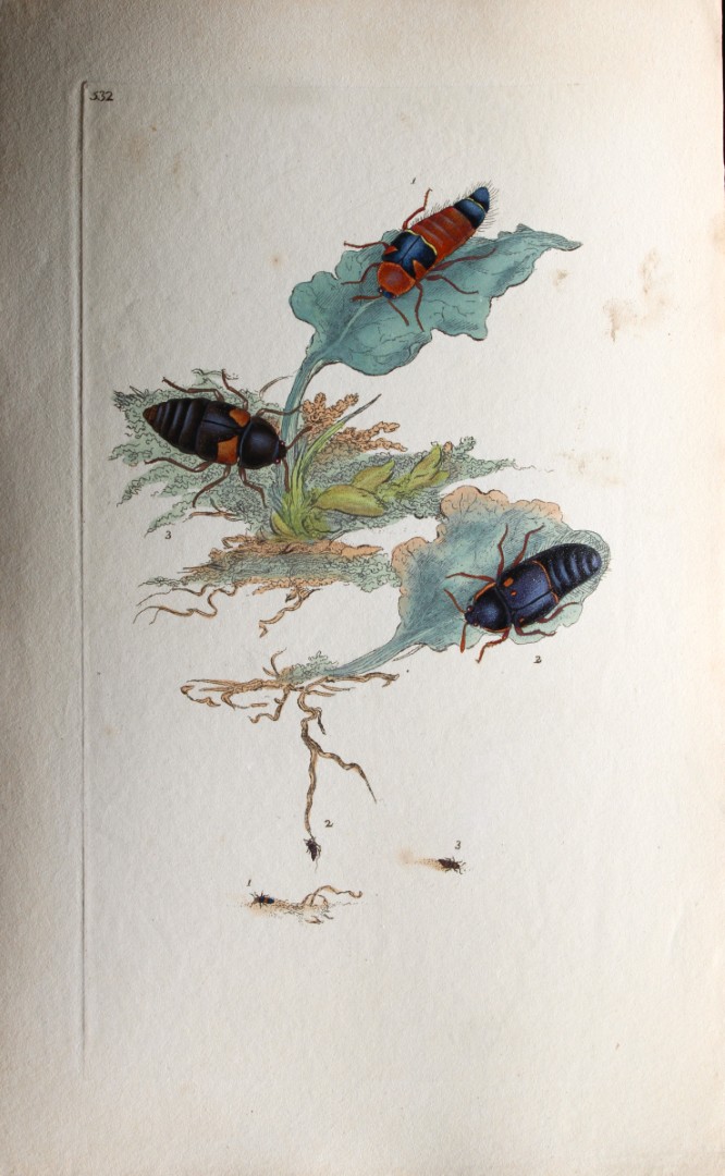 Edward Donovan - Copperplate engraving of Insects 1811