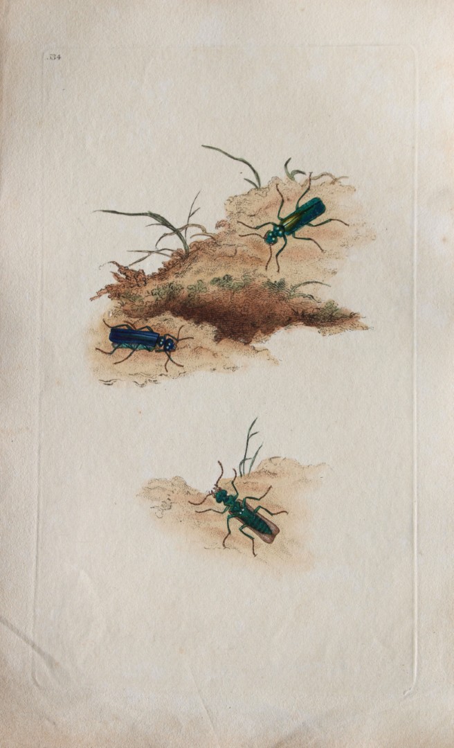 Edward Donovan - Copperplate engraving of Insects 1811