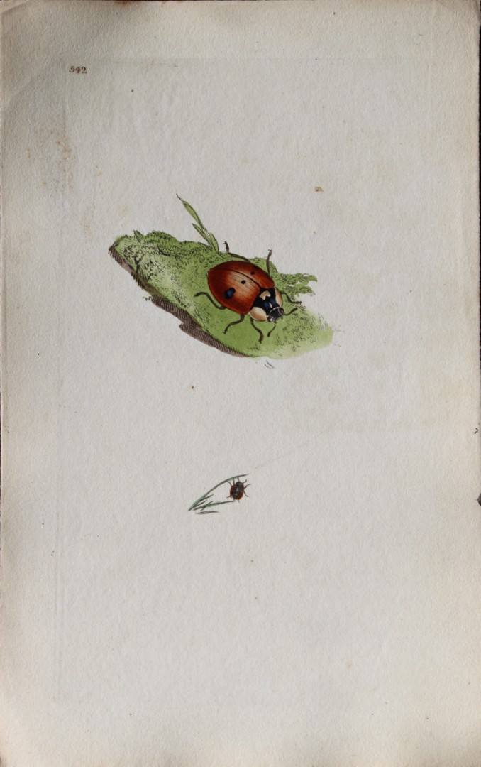Edward Donovan - Copperplate engraving of Insects 1813