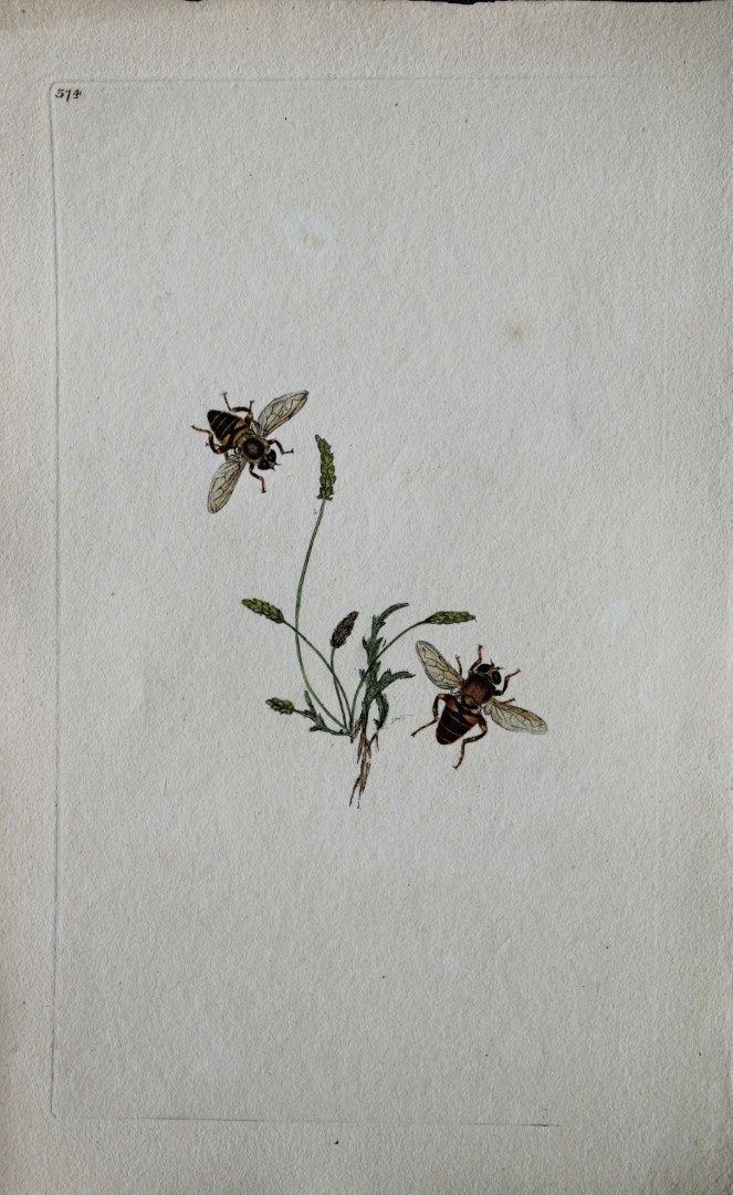 Edward Donovan - Copperplate engraving of Insects 1813