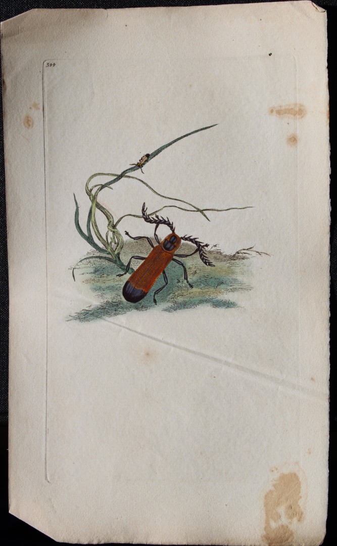 Edward Donovan - Copperplate engraving of Insects 1813