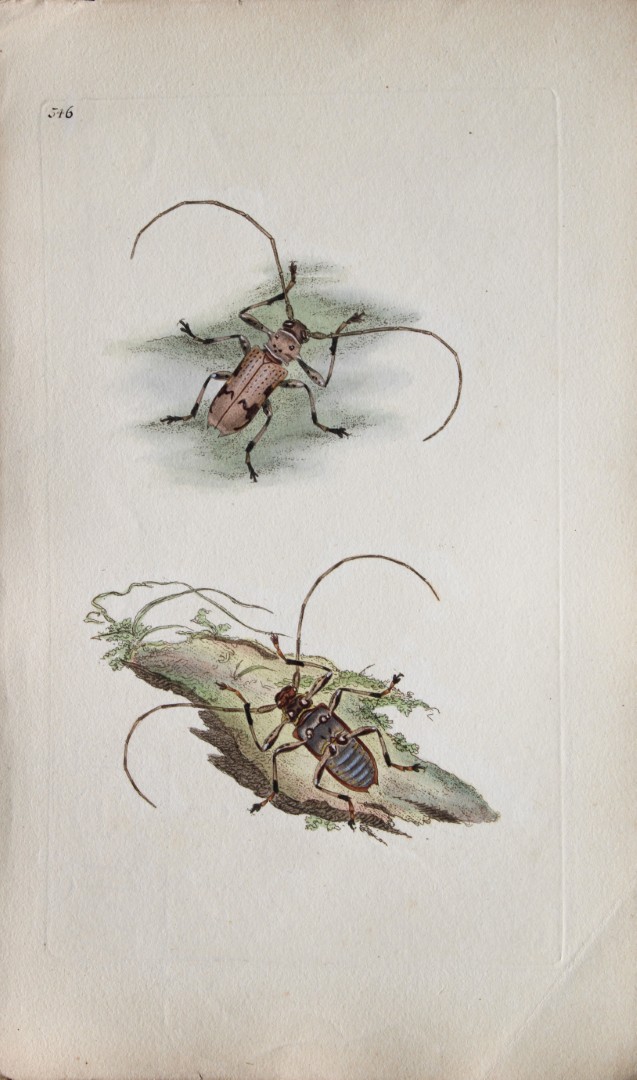 Edward Donovan - Copperplate engraving of Insects 1813