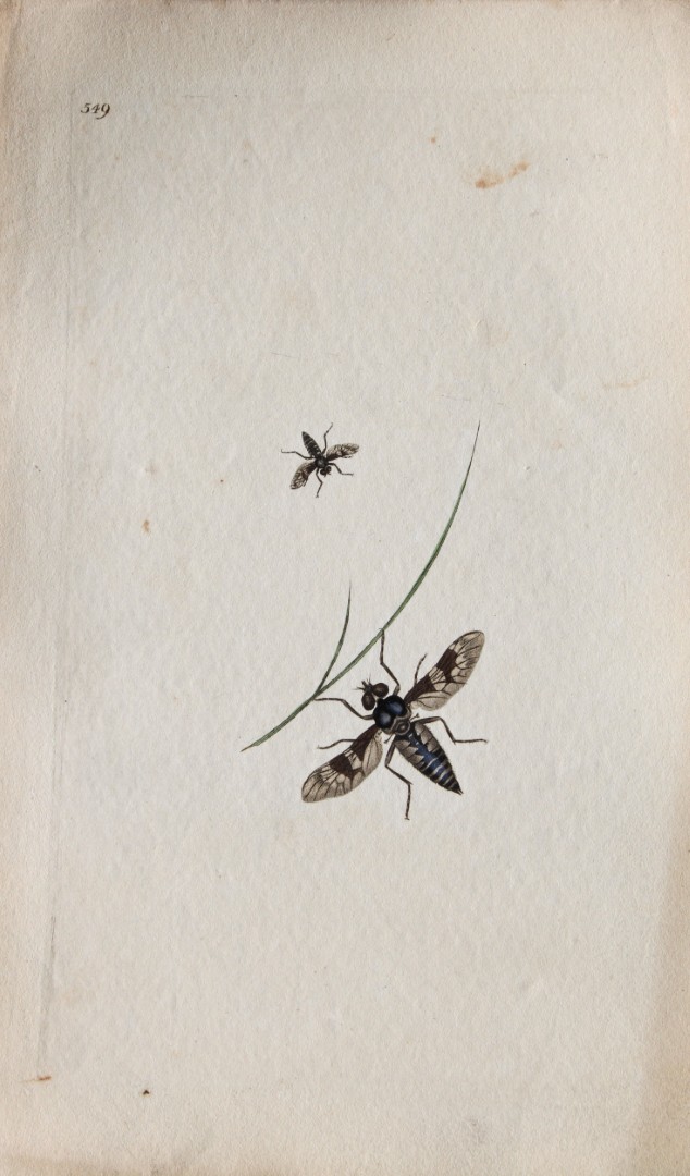 Edward Donovan - Copperplate engraving of Insects 1813