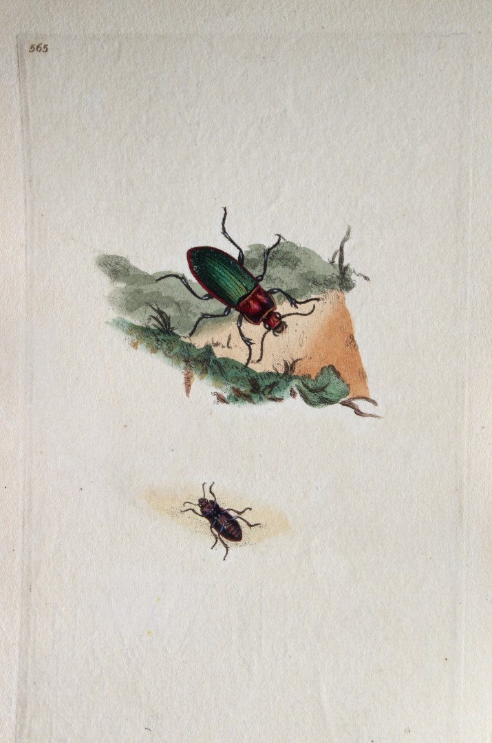 Edward Donovan - Copperplate engraving of Insects 1813
