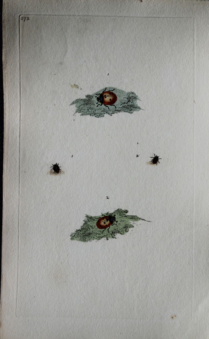 Edward Donovan - Copperplate engraving of Insects 1813